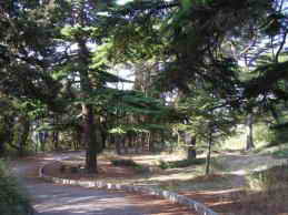 Санаторий матери и ребенка Ясная Поляна. Территория, парк