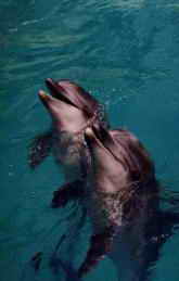 Санаторий Крым, Партенит. Дельфинарий