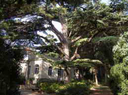 Санаторий матери и ребенка Ясная Поляна. Территория, парк