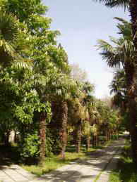 Санаторий Крым, Партенит парк