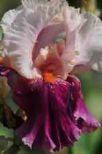 � ��������� ������������ ���� ������� �����